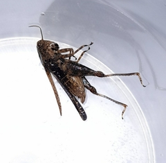 Batrachideini