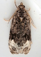 Apotomis capreana