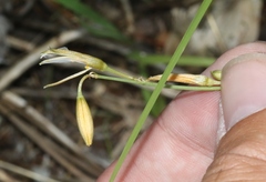 Echeandia flavescens