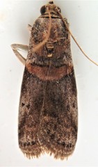 Acrobasis juglandis