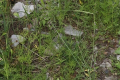 Pennellia longifolia