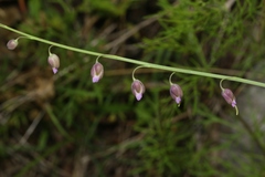 Pennellia longifolia