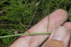Pennellia longifolia