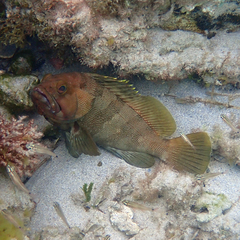 Epinephelus rivulatus