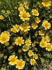 Layia chrysanthemoides