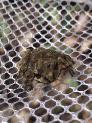 Pseudacris brachyphona