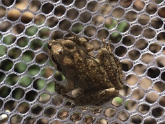 Pseudacris brachyphona