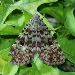 Glenopteris