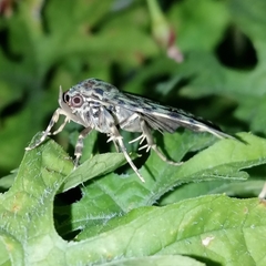 Glenopteris