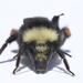 Fog-belt Bumble Bee - Photo (c) Kevin Schafer, some rights reserved (CC BY-NC-ND), uploaded by Kevin Schafer