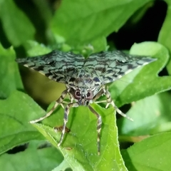 Glenopteris