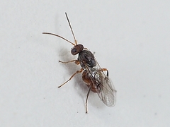 Striatoandricus aciculatus