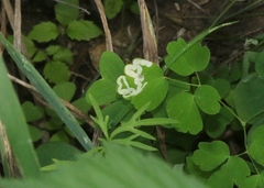 Phytomyza minuscula group