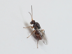 Striatoandricus aciculatus