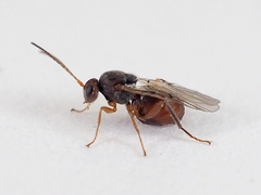 Striatoandricus aciculatus