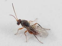 Striatoandricus aciculatus
