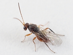 Striatoandricus aciculatus