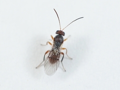 Striatoandricus aciculatus