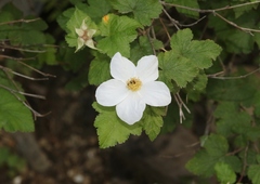 Rubus neomexicanus