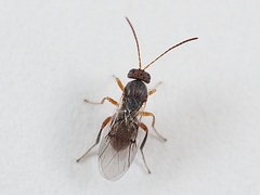 Striatoandricus aciculatus