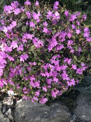 Rhododendron × hybridum