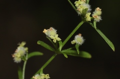 Galium fendleri