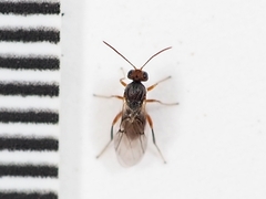 Striatoandricus aciculatus