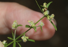 Galium fendleri