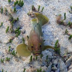 Epinephelus rivulatus