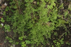 Galium fendleri