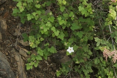 Rubus neomexicanus