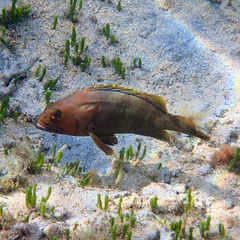 Epinephelus rivulatus