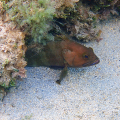 Epinephelus rivulatus