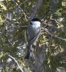 Poecile atricapillus image