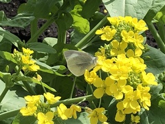 Pieris rapae