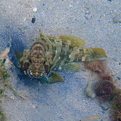 Epinephelus rivulatus