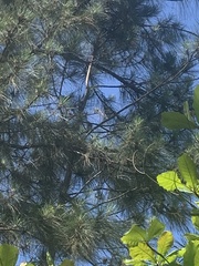 Glaucidium brasilianum