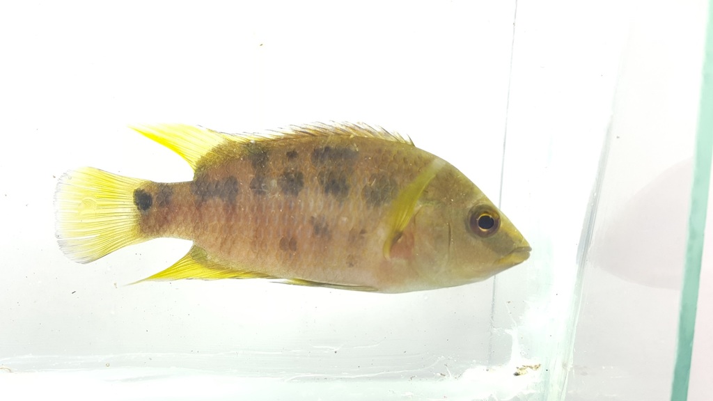 Dark-spotted Cichlid