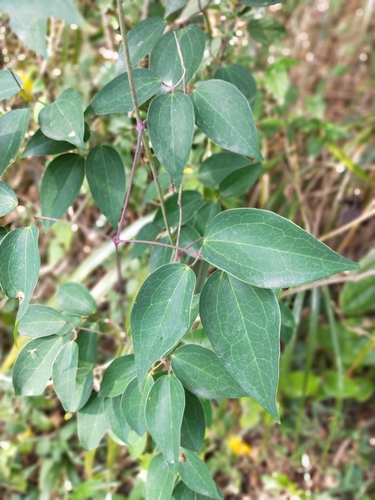 Clematis uncinata iNat (2)