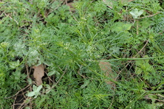 Cyclospermum