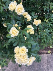Rosa banksiae