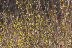 Forsythia mandschurica
