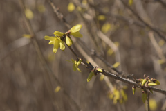Forsythia mandschurica