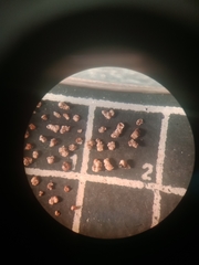 Trochamminita irregularis