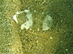 Paralichthys woolmani