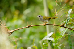 Myiothlypis leucoblephara