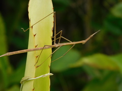 Orienscopia
