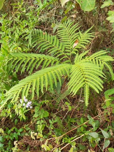 Pteris wallichiana iNat (1)