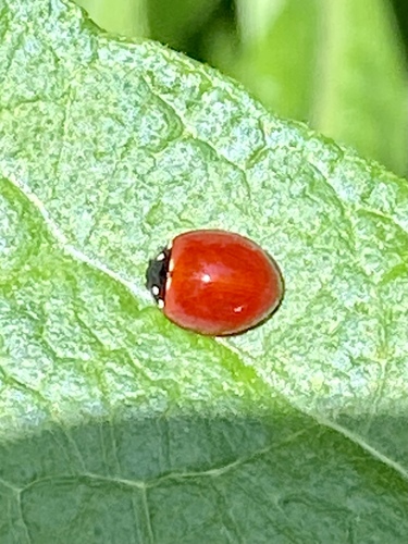 iNaturalist observation photo of Spotless Lady Beetle