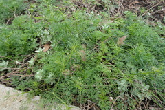 Cyclospermum